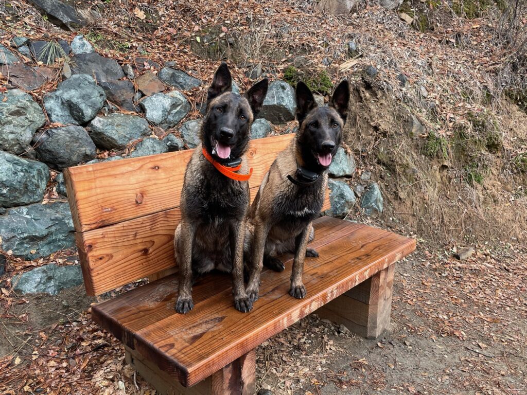 A photo of 2 large dogs sitting on a bench along the Yuba River