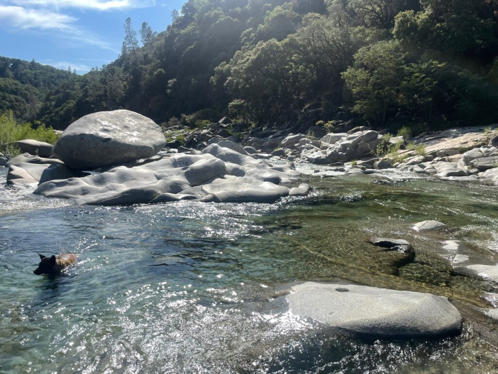 A photo of a dog swimming in the Yuba River